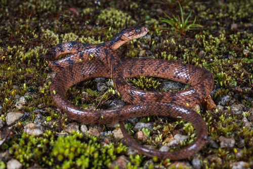 Common Slug Snake