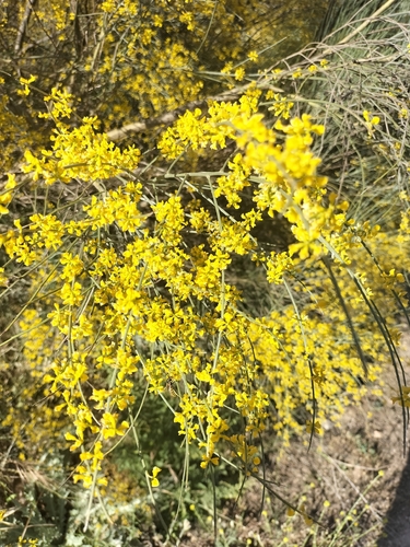 Yellow Bridal Broom