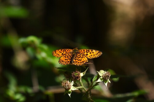 Eurasian Silver-bordered Fritillary