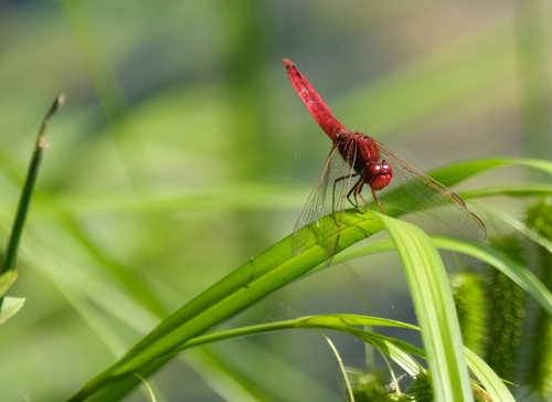Broad Scarlet