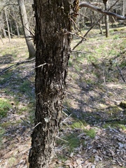 Crataegus marshallii