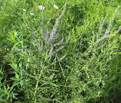 Veronica spuria