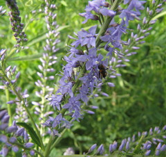 Veronica spuria