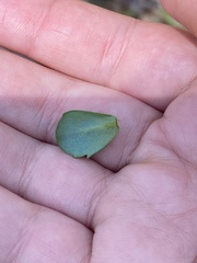 Hylotelephium telephium