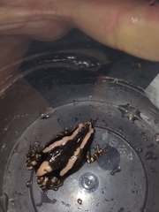 Phrynomantis bifasciatus
