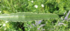 Veronica spuria
