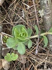 Hylotelephium telephium