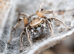 Habronattus formosus