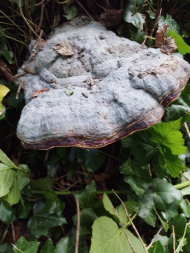 Red-banded Polypore