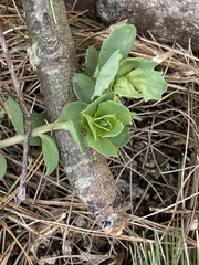 Hylotelephium telephium