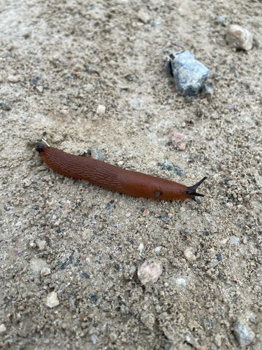 Spanish Slug