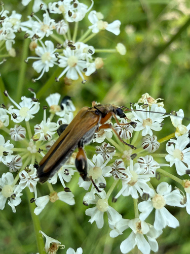 Oedemera podagrariae