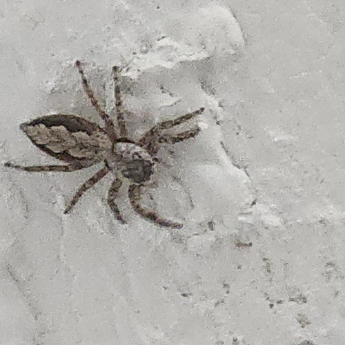 Tan Jumping Spider