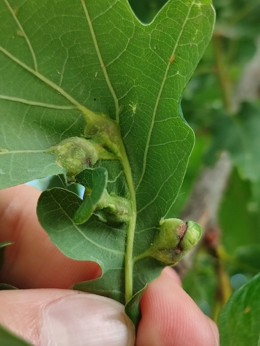 Oak Curved-leaf Gall Wasp