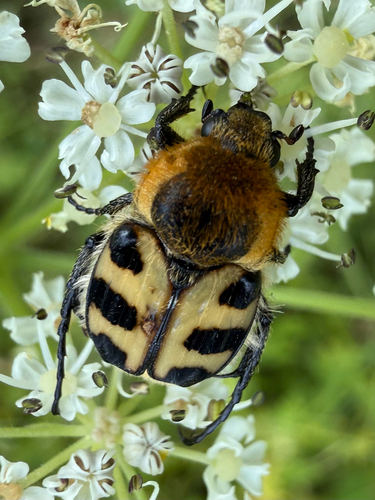 French Flower Chafer
