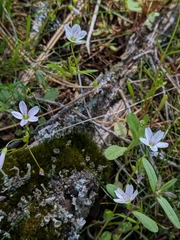 Claytonia lanceolata