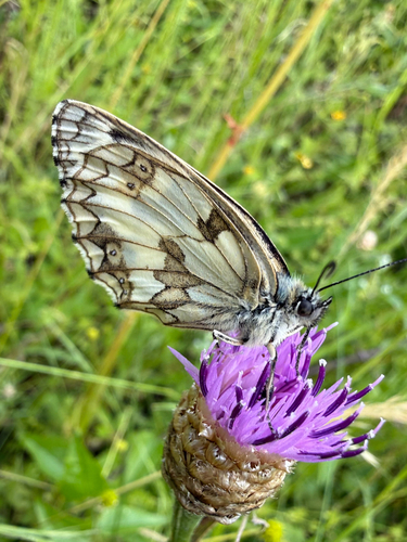 Marbled White