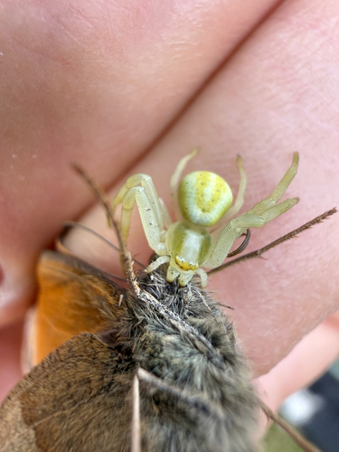 Goldenrod Crab Spider