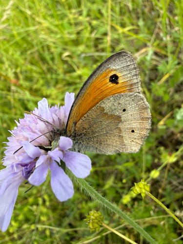 Meadow Brown