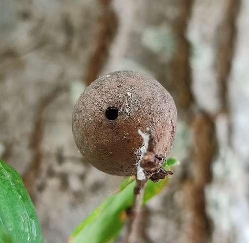 Oak Marble Gall Wasp