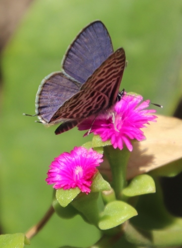 Mesembryanthemum cordifolium