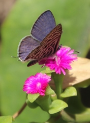 Mesembryanthemum cordifolium: Herkunft und Verwendung — Foto 3
