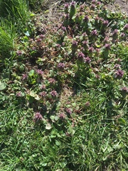 Lamium purpureum