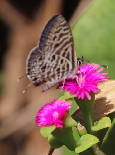 Mesembryanthemum cordifolium