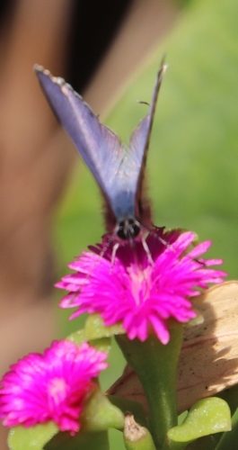 Mesembryanthemum cordifolium