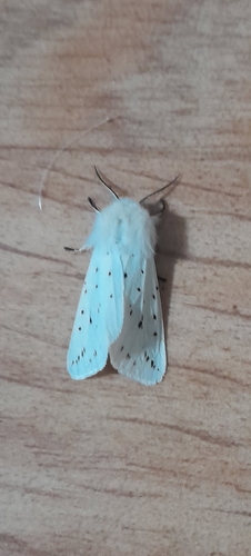 White Ermine