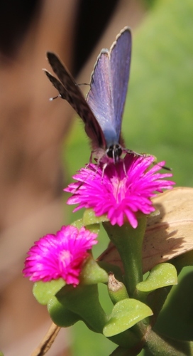 Mesembryanthemum cordifolium
