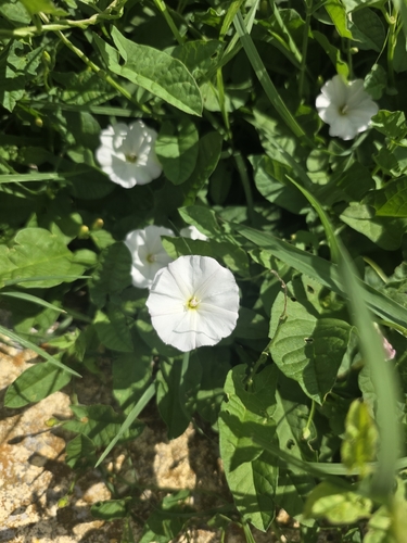 field bindweed