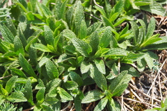 Stachys recta