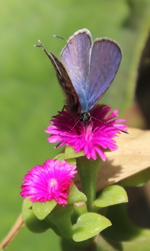 Mesembryanthemum cordifolium