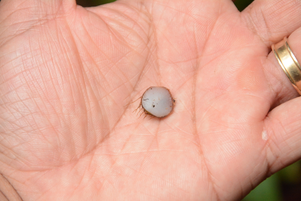 Euterpe precatoria; photograph (c) Siddarth Machado, some rights reserved (CC BY)