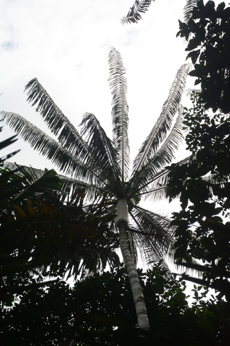 Euterpe precatoria, photograph 6