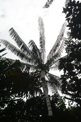Euterpe precatoria, photograph (c) Siddarth Machado, some rights reserved (CC BY)