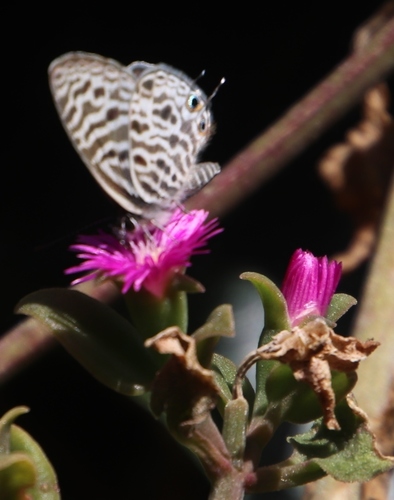 Mesembryanthemum cordifolium