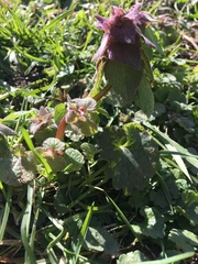 Lamium purpureum