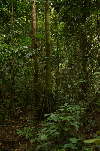 Iriartea deltoidea, photograph 6
