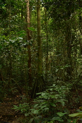 Iriartea deltoidea, photograph (c) Siddarth Machado, some rights reserved (CC BY)