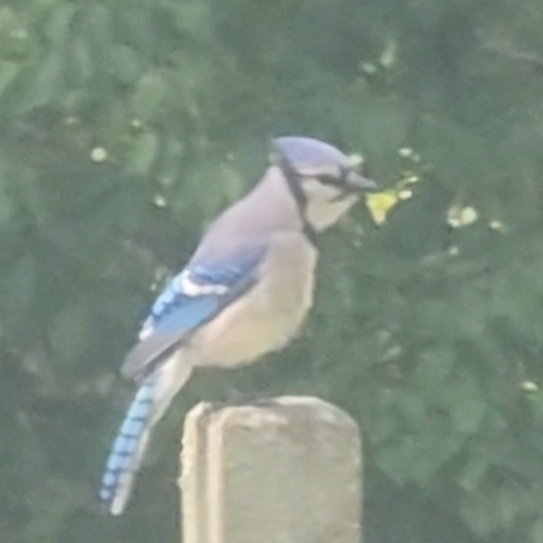 Blue Jay