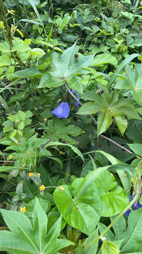 Ipomoea indica observed 2026-06-10