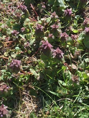 Lamium purpureum