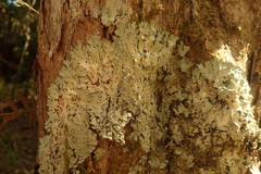 Notoparmelia erumpens