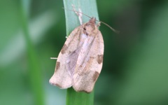 Choristoneura hebenstreitella