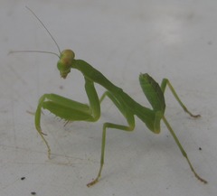 Sphodromantis