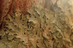 Notoparmelia erumpens