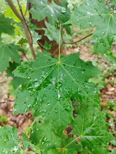 Norway maple