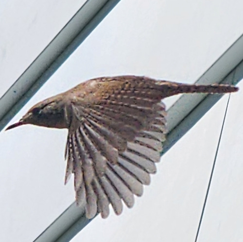 Northern House Wren